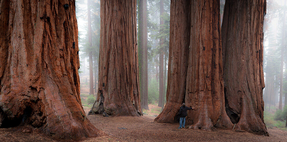 Sequoia National Park Photography Workshops