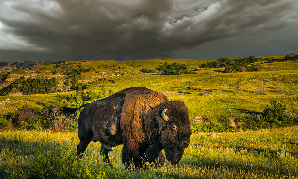 Bison on the prairies of Roosevelt National Park