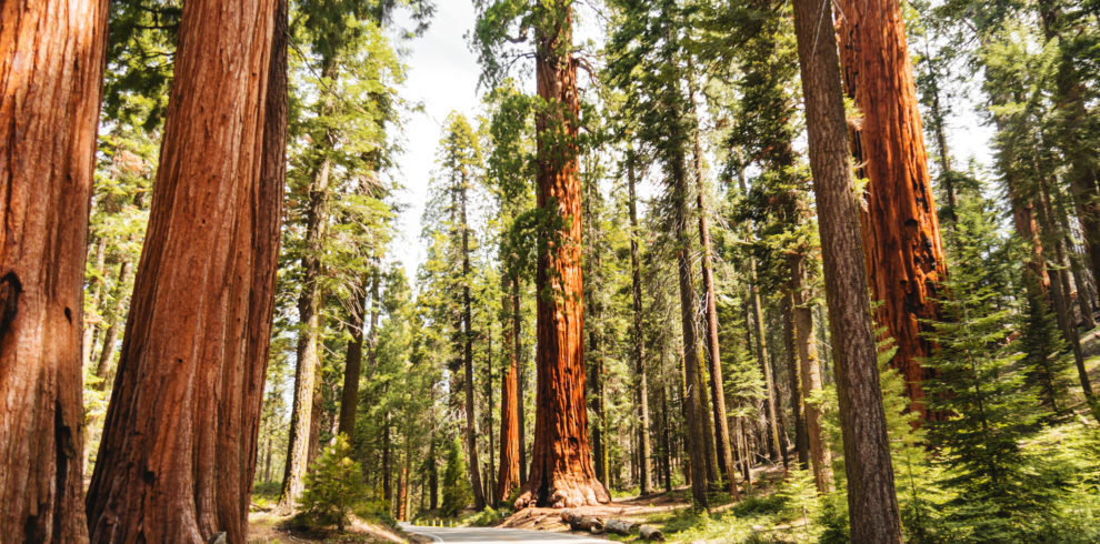 giant sequoia tree