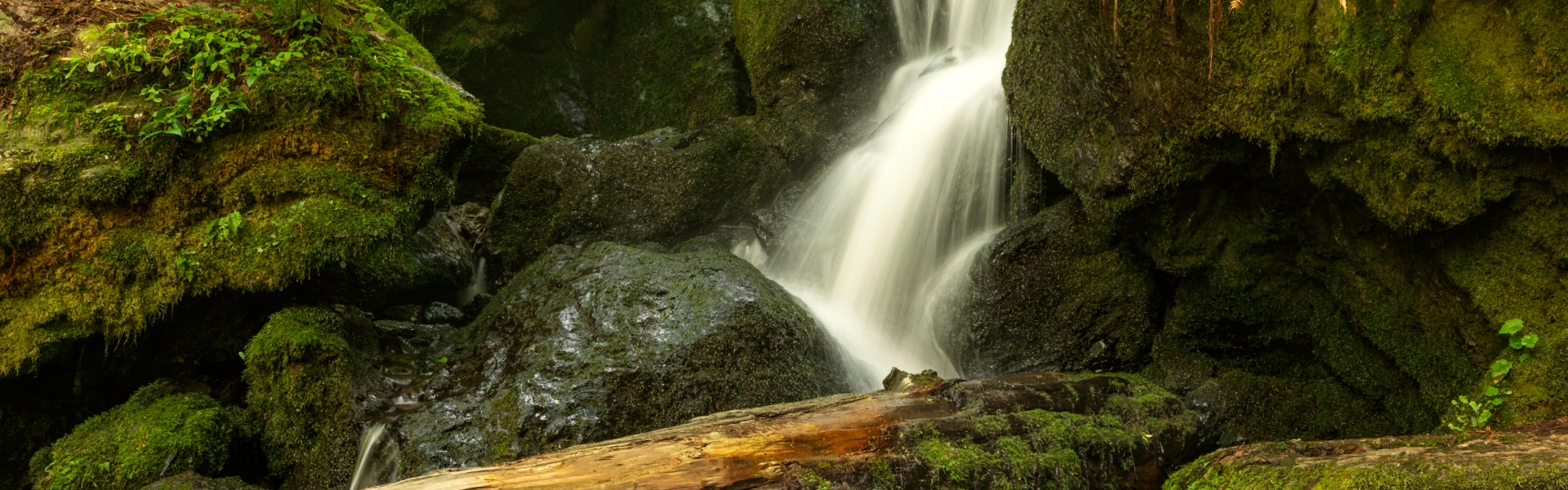 Redwoods (1)