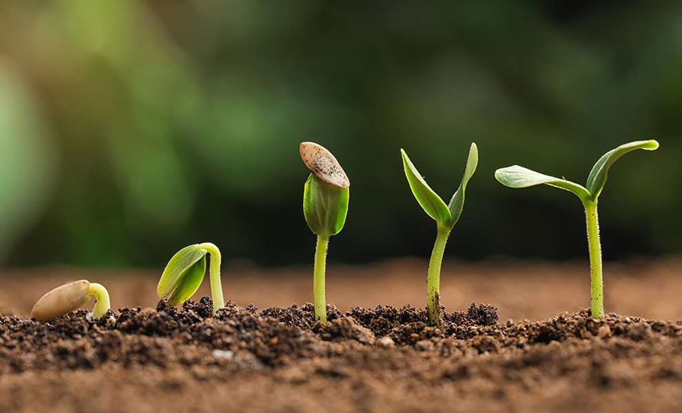Little green seedlings growing in fertile soil against blurred background