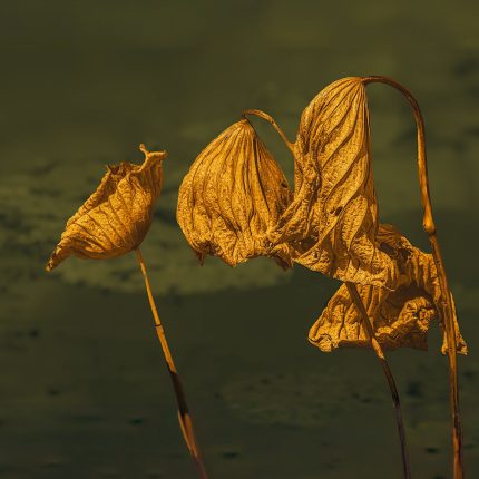 f81af35532d248bb849808dd41367d5d-430x430